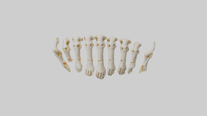 3D model Human Metacarpals Model VR / AR / low-poly