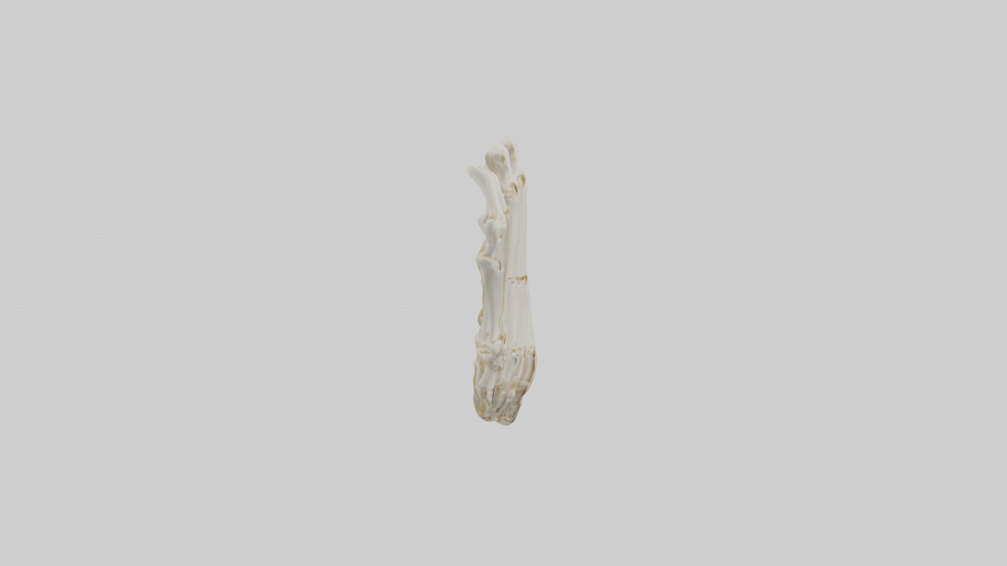 3D model Human Metacarpals Model VR / AR / low-poly