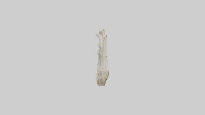 3D model Human Metacarpals Model VR / AR / low-poly