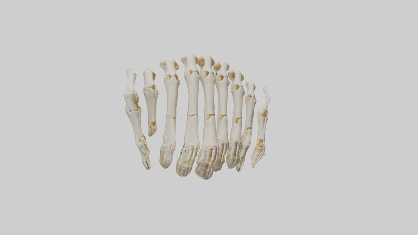 3D model Human Metacarpals Model VR / AR / low-poly
