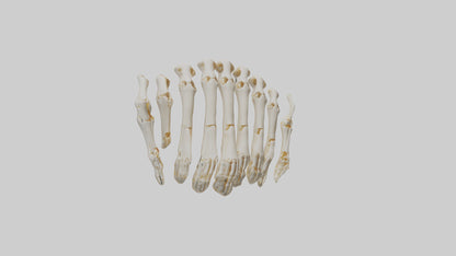 3D model Human Metacarpals Model VR / AR / low-poly