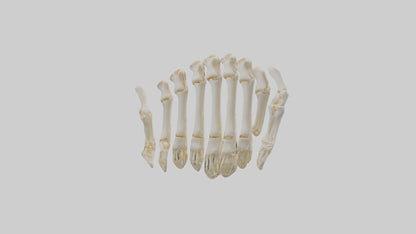 3D model Human Metacarpals Model VR / AR / low-poly