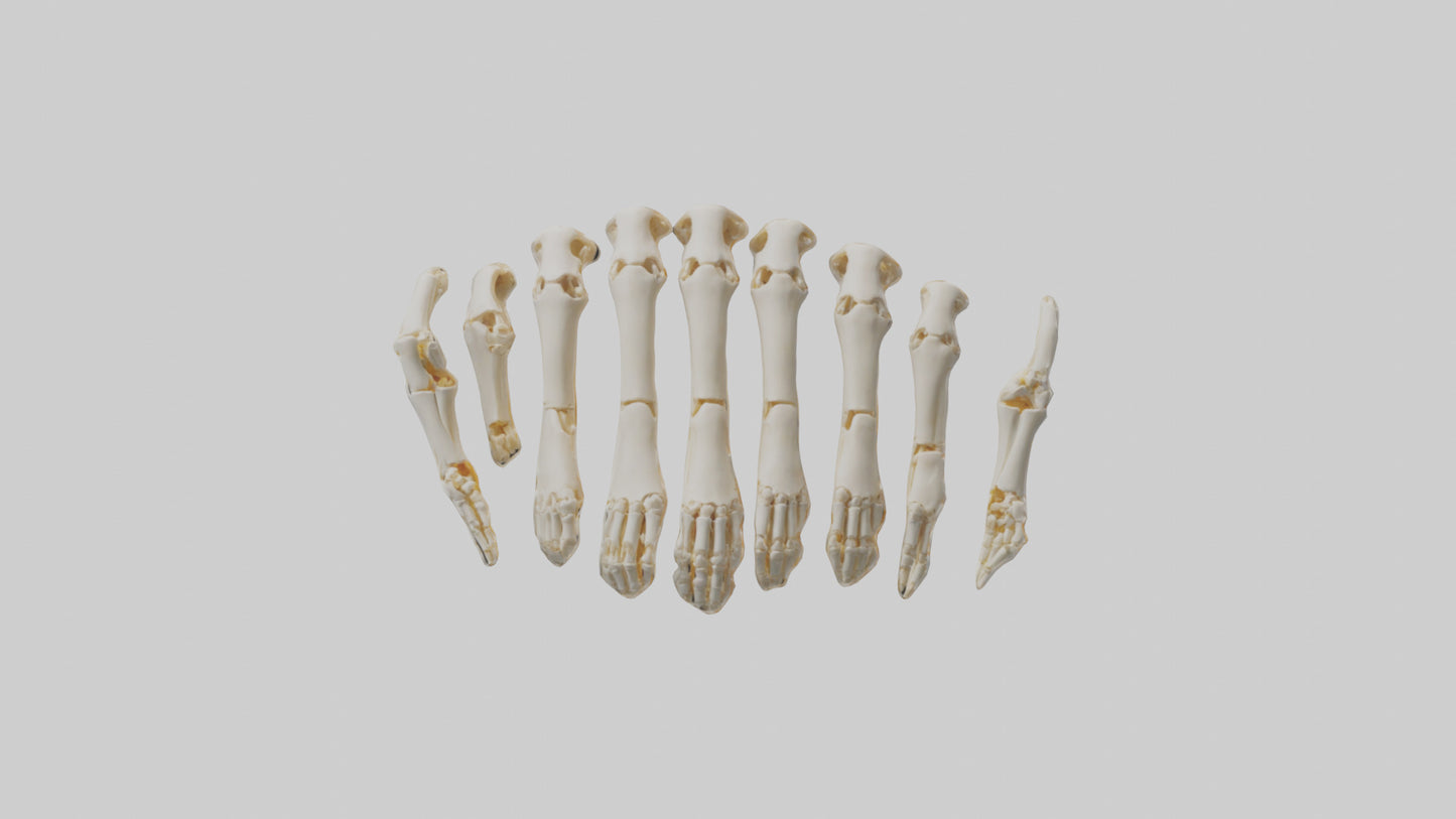 3D model Human Metacarpals Model VR / AR / low-poly