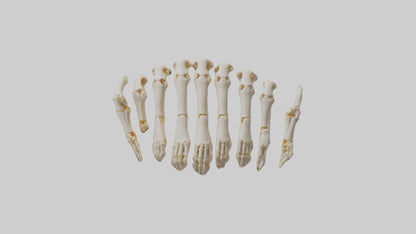 3D model Human Metacarpals Model VR / AR / low-poly