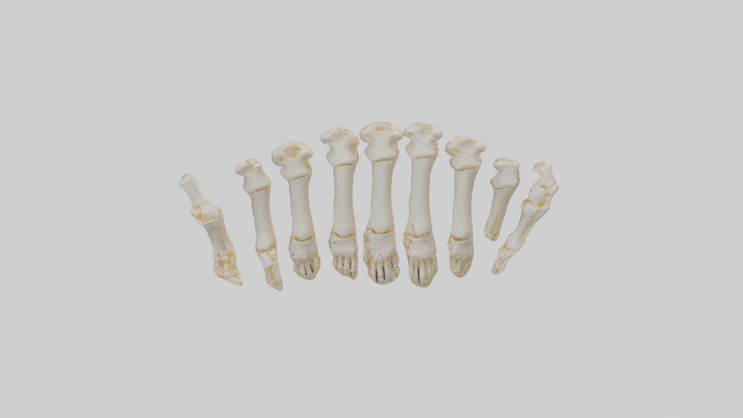 3D model Human Metacarpals Model VR / AR / low-poly