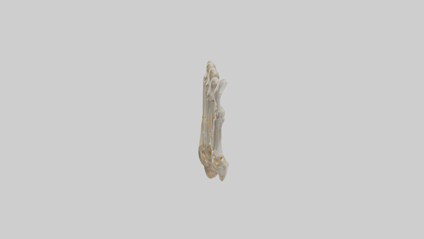 3D model Human Metacarpals Model VR / AR / low-poly
