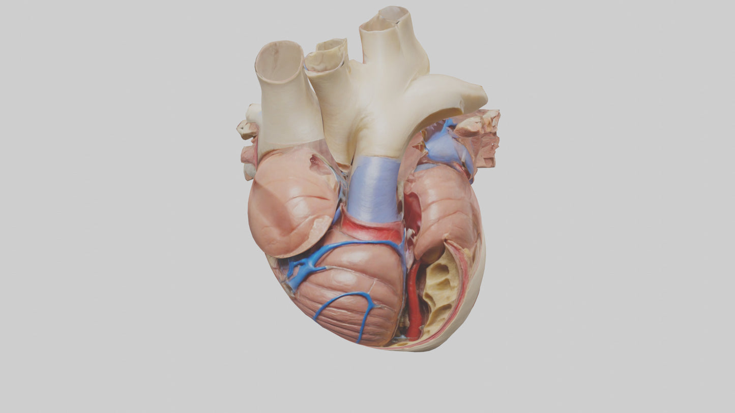 3D model Human Mitral Valve Model VR / AR / low-poly