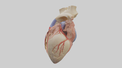 3D model Human Mitral Valve Model VR / AR / low-poly