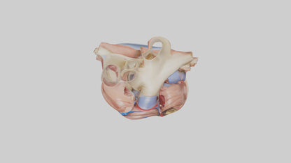 3D model Human Mitral Valve Model VR / AR / low-poly