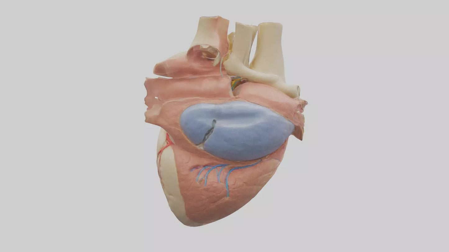 3D model Human Mitral Valve Model VR / AR / low-poly