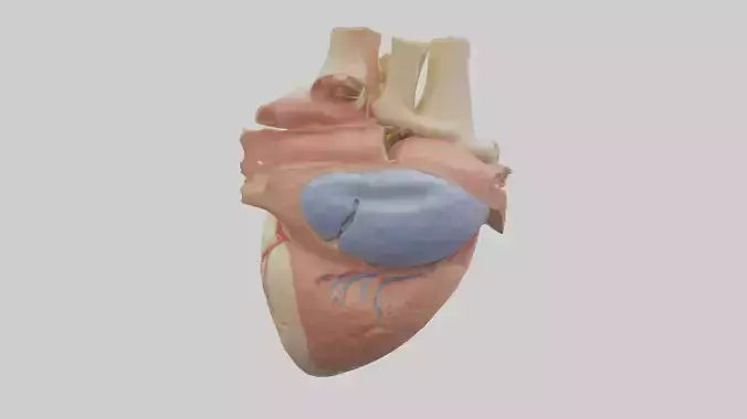 3D model Human Mitral Valve Model VR / AR / low-poly