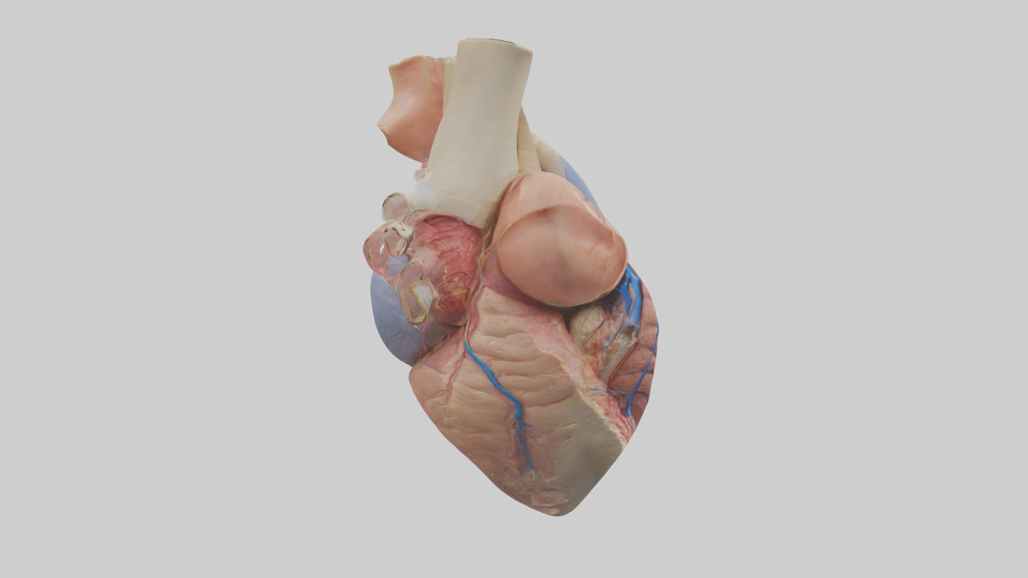 3D model Human Mitral Valve Model VR / AR / low-poly