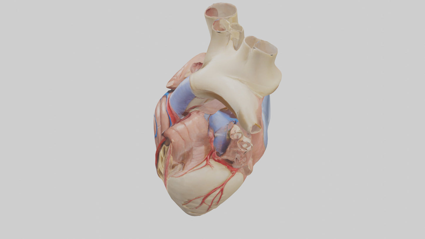 3D model Human Mitral Valve Model VR / AR / low-poly
