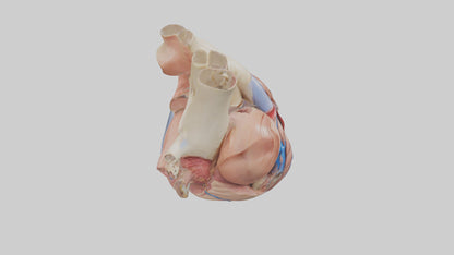 3D model Human Mitral Valve Model VR / AR / low-poly