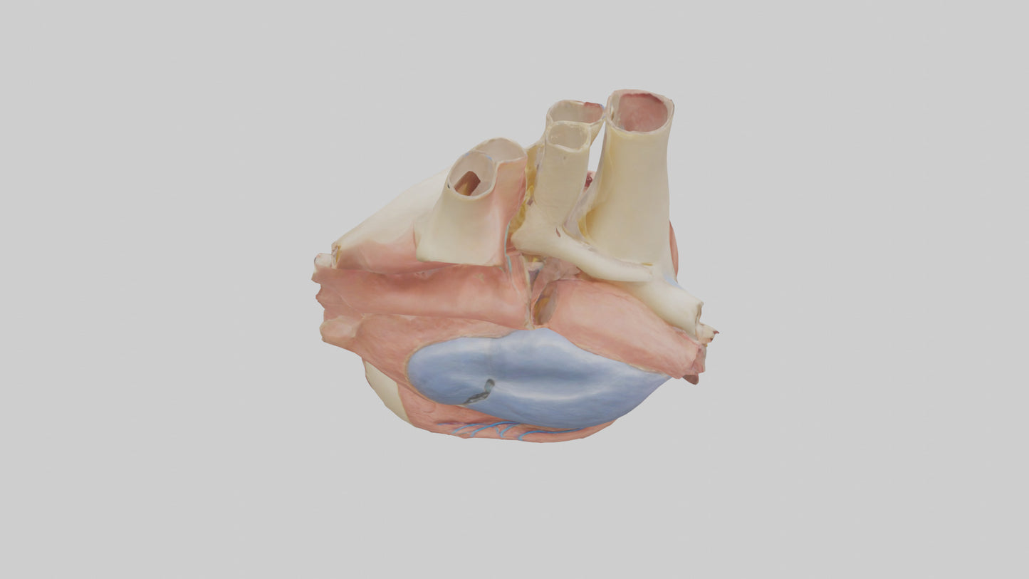 3D model Human Mitral Valve Model VR / AR / low-poly