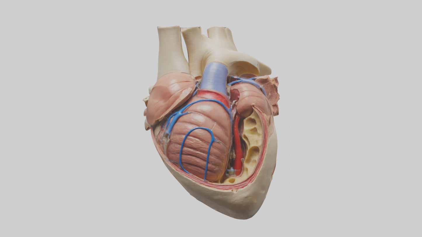 3D model Human Mitral Valve Model VR / AR / low-poly
