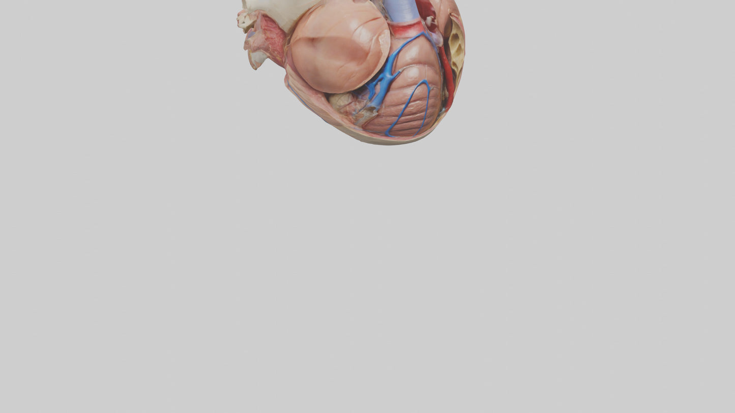 3D model Human Mitral Valve Model VR / AR / low-poly