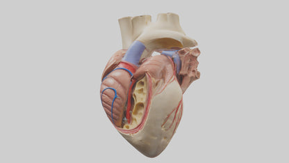 3D model Human Mitral Valve Model VR / AR / low-poly