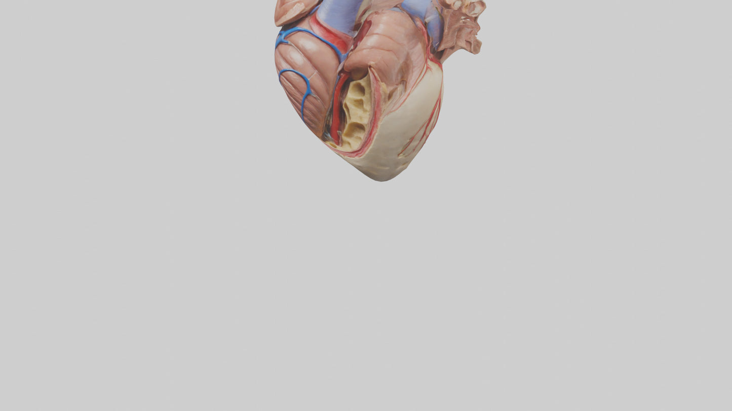 3D model Human Mitral Valve Model VR / AR / low-poly