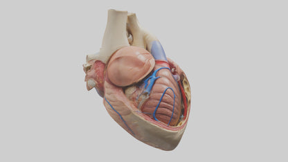 3D model Human Mitral Valve Model VR / AR / low-poly