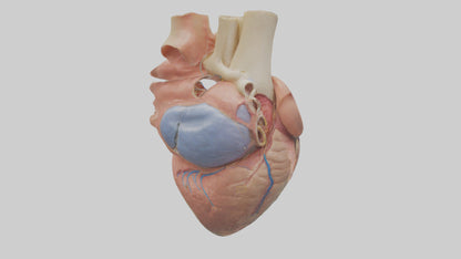 3D model Human Mitral Valve Model VR / AR / low-poly