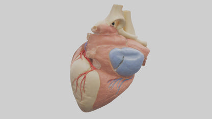 3D model Human Mitral Valve Model VR / AR / low-poly