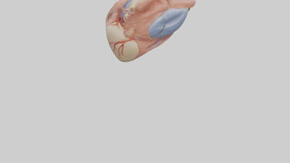 3D model Human Mitral Valve Model VR / AR / low-poly