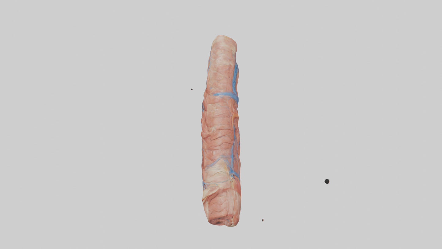 3D model Human Muscle Fiber Model VR / AR / low-poly