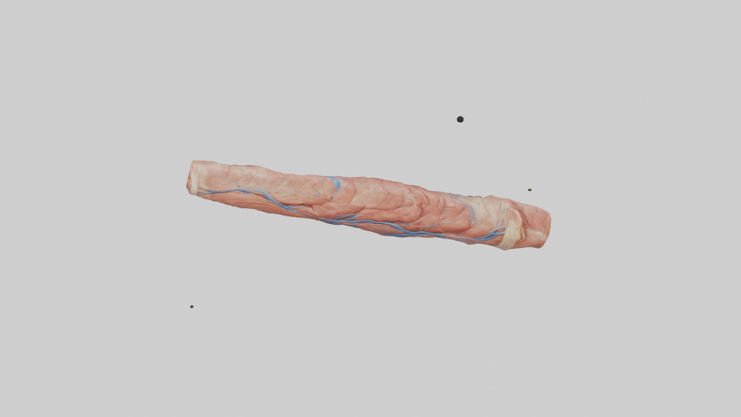 3D model Human Muscle Fiber Model VR / AR / low-poly
