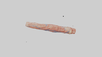 3D model Human Muscle Fiber Model VR / AR / low-poly