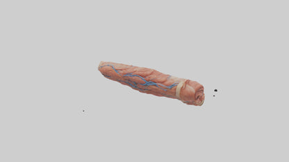 3D model Human Muscle Fiber Model VR / AR / low-poly