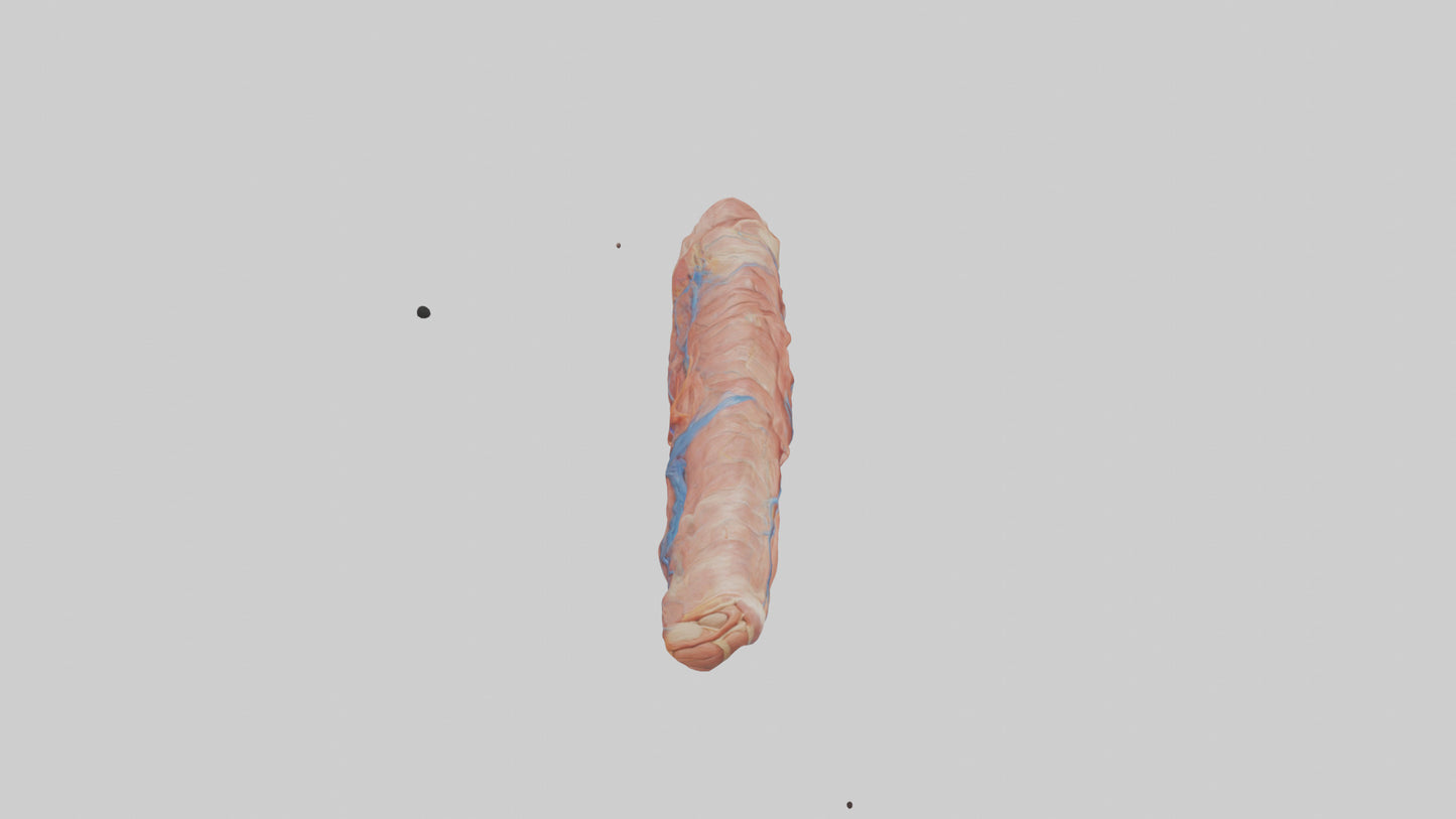3D model Human Muscle Fiber Model VR / AR / low-poly