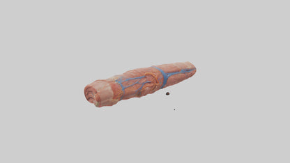 3D model Human Muscle Fiber Model VR / AR / low-poly