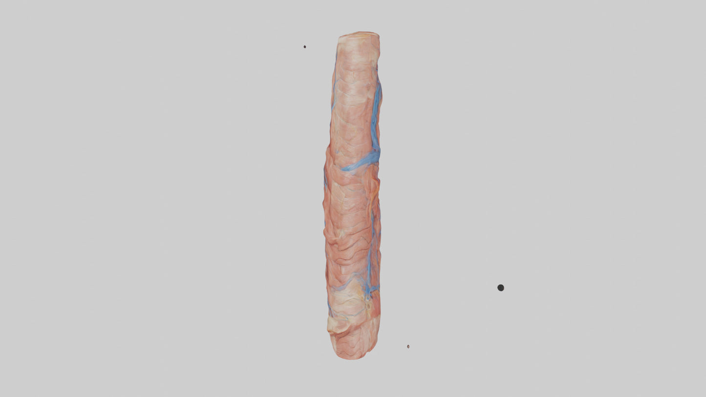 3D model Human Muscle Fiber Model VR / AR / low-poly