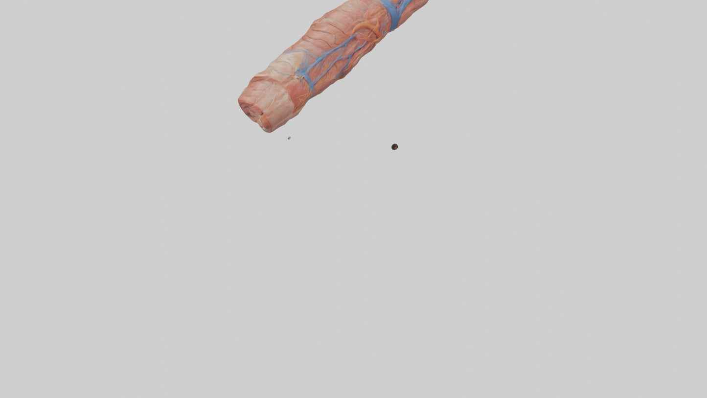 3D model Human Muscle Fiber Model VR / AR / low-poly