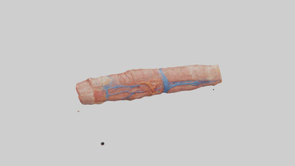 3D model Human Muscle Fiber Model VR / AR / low-poly