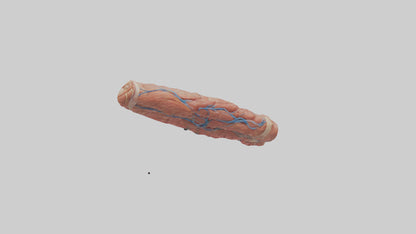 3D model Human Muscle Fiber Model VR / AR / low-poly