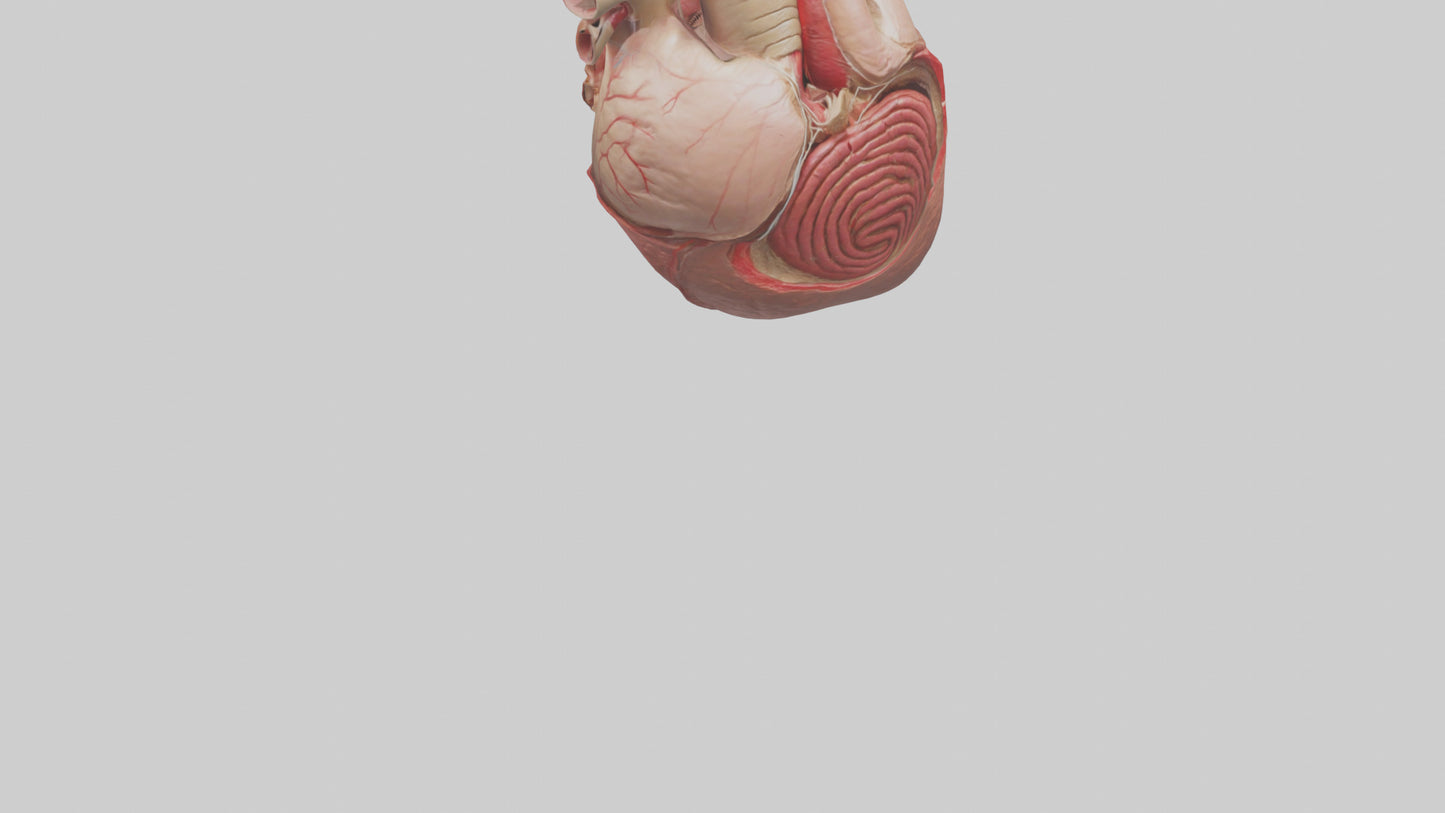 3D model Human Myocardium Model VR / AR / low-poly
