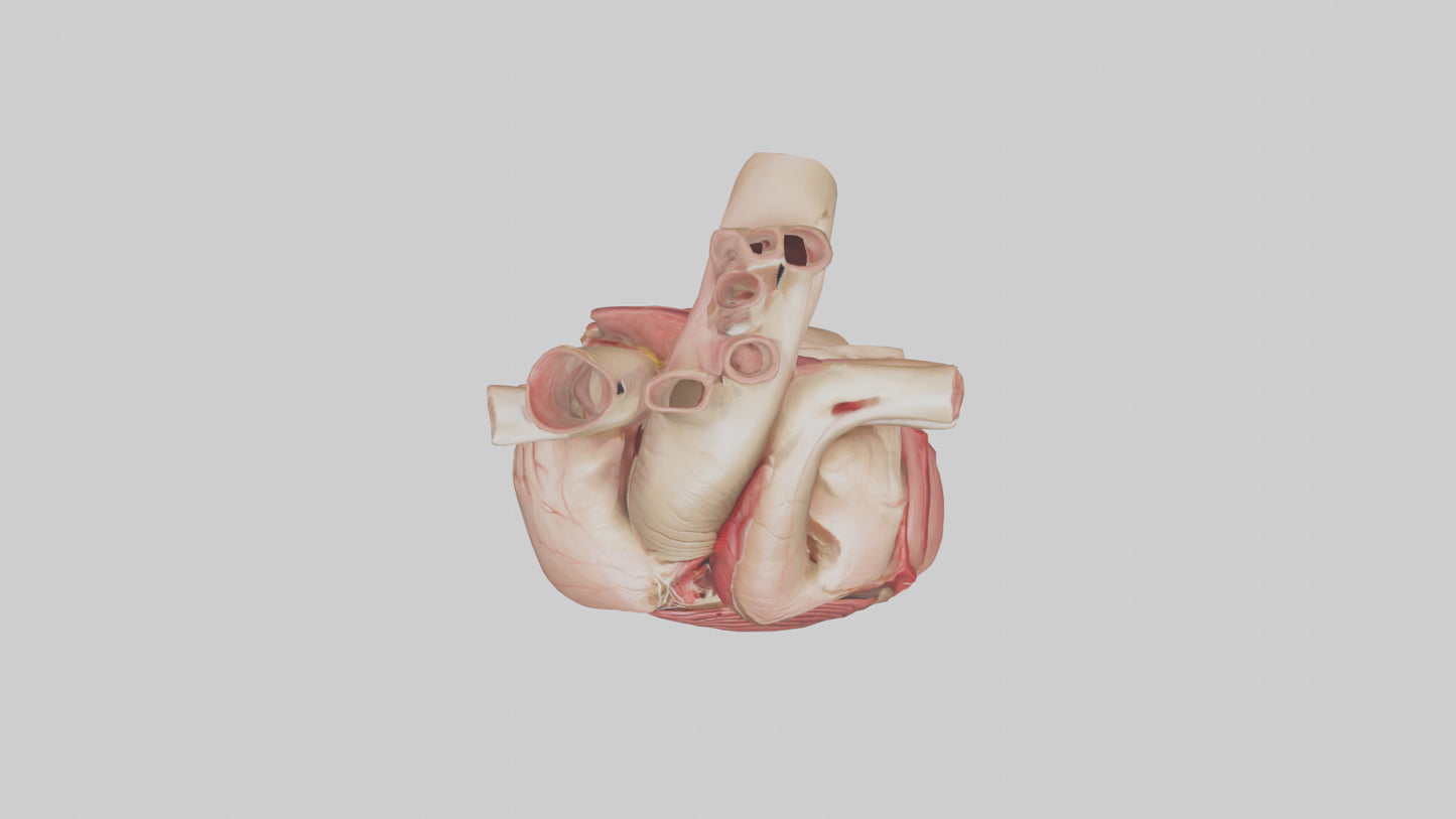 3D model Human Myocardium Model VR / AR / low-poly