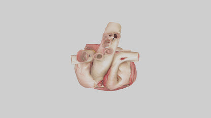 3D model Human Myocardium Model VR / AR / low-poly