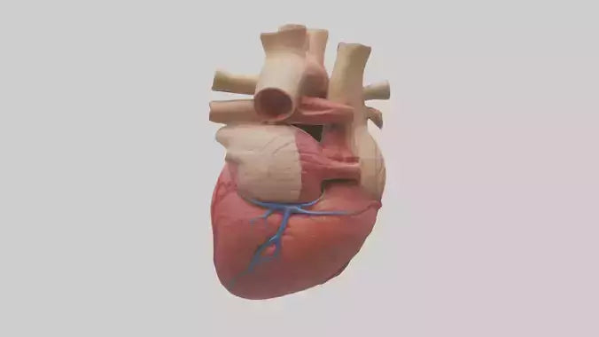 3D model Human Myocardium Model VR / AR / low-poly