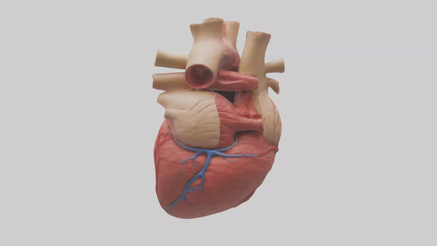 3D model Human Myocardium Model VR / AR / low-poly