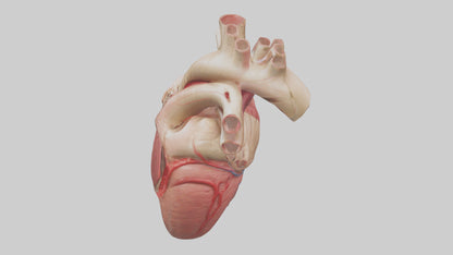 3D model Human Myocardium Model VR / AR / low-poly