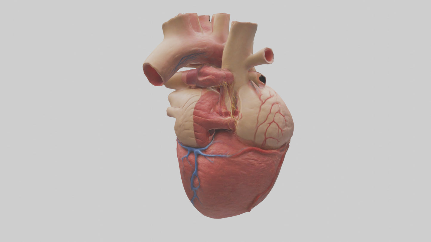 3D model Human Myocardium Model VR / AR / low-poly