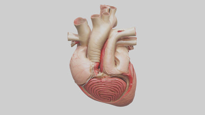 3D model Human Myocardium Model VR / AR / low-poly
