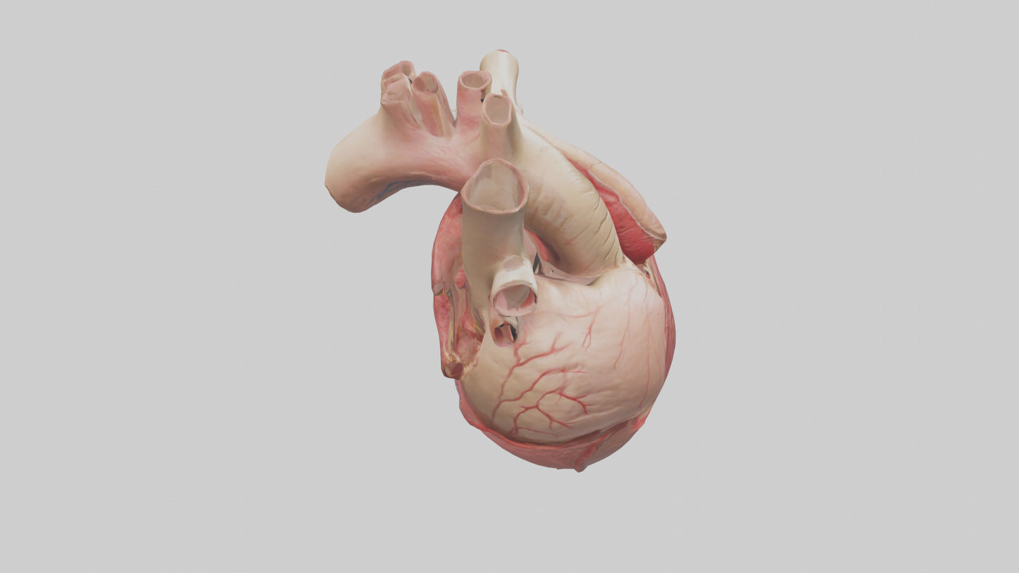 3D model Human Myocardium Model VR / AR / low-poly