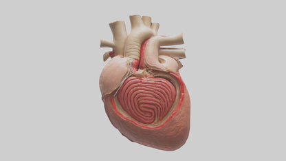 3D model Human Myocardium Model VR / AR / low-poly