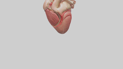 3D model Human Myocardium Model VR / AR / low-poly