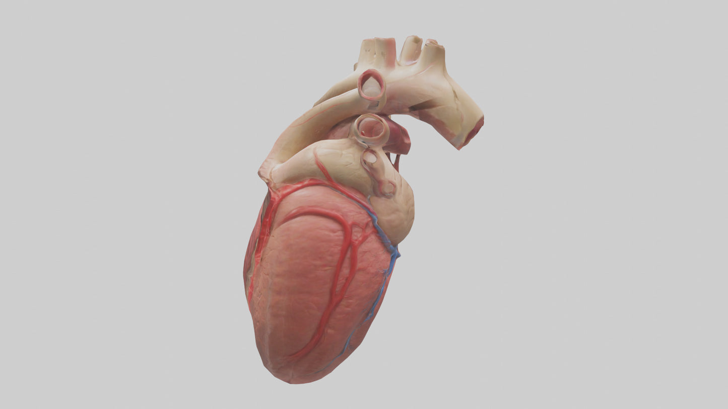 3D model Human Myocardium Model VR / AR / low-poly