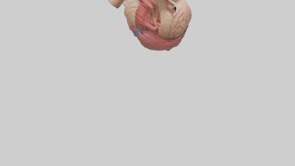 3D model Human Myocardium Model VR / AR / low-poly
